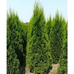 Thuja Smaragd Cedar Hedging Conifer Plants Trees 60cm Large Supplied In 2 Litre Pot 7 Thuja Smaragd Cedar Hedging Conifer Plants Trees 60cm Large Supplied In 2 Litre Pot -Dwarf Discovery shop 94600543 3