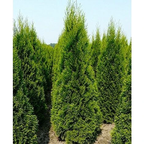 Thuja Smaragd Cedar Hedging Conifer Plants Trees 60cm Large Supplied In 2 Litre Pot 3 Thuja Smaragd Cedar Hedging Conifer Plants Trees 60cm Large Supplied In 2 Litre Pot - Image 3