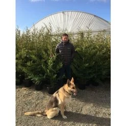 Green Leylandii Cupressocyparis Conifer Tree 6ft Extra Large Instant Specimen Supplied In A 10 Litre Pot