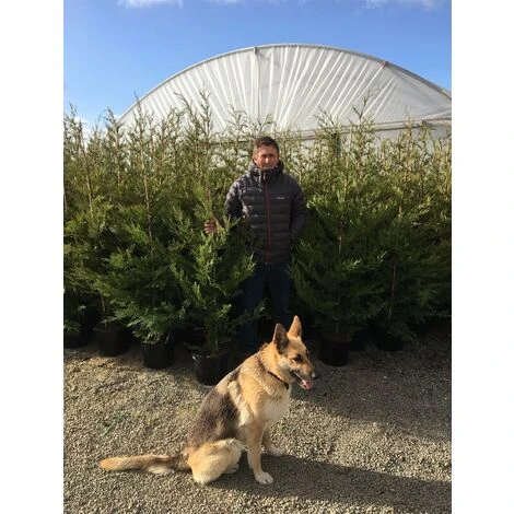 Green Leylandii Cupressocyparis Conifer Tree 6ft Extra Large Instant Specimen Supplied In A 10 Litre Pot 1 Green Leylandii Cupressocyparis Conifer Tree 6ft Extra Large Instant Specimen Supplied In A 10 Litre Pot