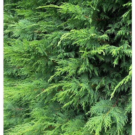 Green Leylandii Cupressocyparis Conifer Tree 6ft Extra Large Instant Specimen Supplied In A 10 Litre Pot 2 Green Leylandii Cupressocyparis Conifer Tree 6ft Extra Large Instant Specimen Supplied In A 10 Litre Pot - Image 2