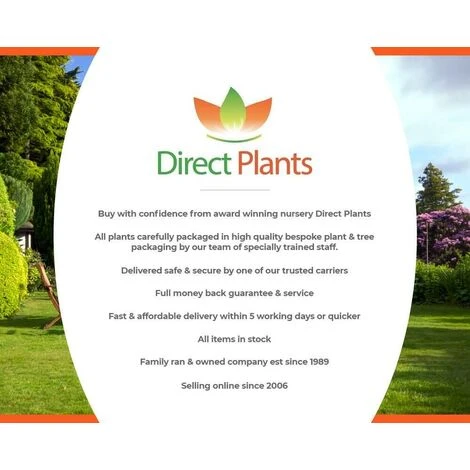 Green Leylandii Cupressocyparis Conifer Tree 6ft Extra Large Instant Specimen Supplied In A 10 Litre Pot 3 Green Leylandii Cupressocyparis Conifer Tree 6ft Extra Large Instant Specimen Supplied In A 10 Litre Pot - Image 3