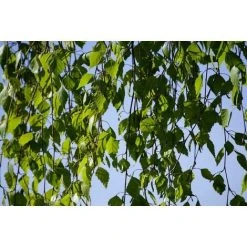 Weeping Silver Birch Tree Betula Youngii 4-5ft Tall Supplied In A 5 Litre Pot