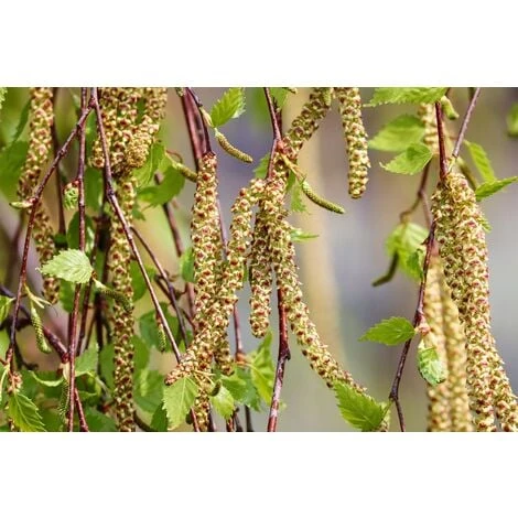 Weeping Silver Birch Tree Betula Youngii 4-5ft Tall Supplied In A 5 Litre Pot 2 Weeping Silver Birch Tree Betula Youngii 4-5ft Tall Supplied In A 5 Litre Pot - Image 2
