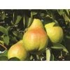 Dwarf Williams Sweet Pear Fruit Tree 60-90cm Supplied In A 3 Litre Pot
