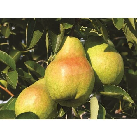 Dwarf Williams Sweet Pear Fruit Tree 60-90cm Supplied In A 3 Litre Pot 1 Dwarf Williams Sweet Pear Fruit Tree 60-90cm Supplied In A 3 Litre Pot