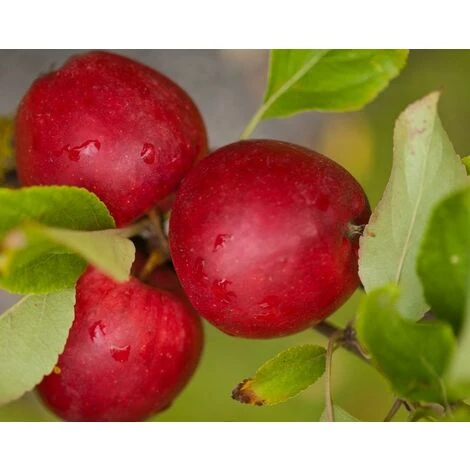 Dwarf Katy Apple Fruit Tree 3ft Supplied In A 3 Litre Pot M9 1 Dwarf Katy Apple Fruit Tree 3ft Supplied In A 3 Litre Pot M9