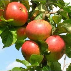 Dwarf James Grieve Apple Fruit Tree 3ft Supplied In A 3 Litre Pot M9
