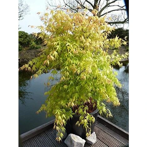 Acer Palmatum Katsura Japanese Maple Tree 60-70cm Large Supplied In A 5 Litre Pot 1 Acer Palmatum Katsura Japanese Maple Tree 60-70cm Large Supplied In A 5 Litre Pot