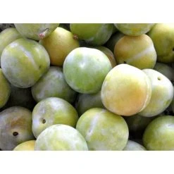 Dwarf Pixy Old Green Gage Plum Fruit Tree 2-3ft Self Fertile Supplied In A 3 Litre Pot