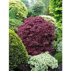 Acer Palmatum Shaina Japanese Maple Tree 40-60cm Supplied In A 5 Litre Pot