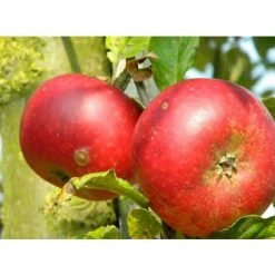 Dwarf Discovery Apple Fruit Tree Juicy Sweet & Strawberry 3ft Supplied In A 3 Litre Pot M9