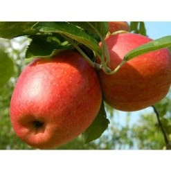 Dwarf Braeburn Apple Fruit Tree 3ft Supplied In A 3 Litre Pot M9