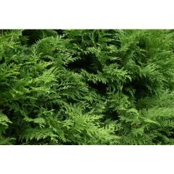 Thuja Brabant Cedar Evergreen Tree 60-70cm Supplied In A 5 Litre Pot