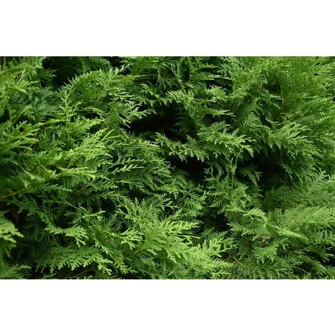Thuja Brabant Cedar Evergreen Tree 60-70cm Supplied In A 5 Litre Pot 1 Thuja Brabant Cedar Evergreen Tree 60-70cm Supplied In A 5 Litre Pot