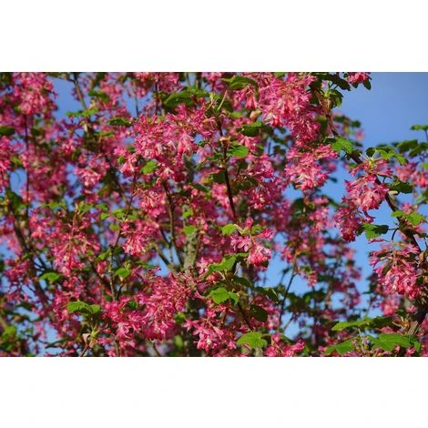 Ribes King Edward VII Garden Shrub Plant 60-70cm Supplied In A 3 Litre Pot 1 Ribes King Edward VII Garden Shrub Plant 60-70cm Supplied In A 3 Litre Pot