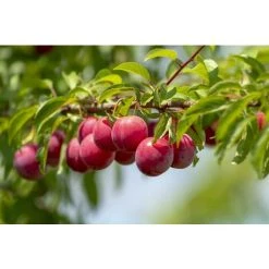 Prunus Opal Plum Fruit Tree 6ft In A 7.5 Litre Pot Self Fertile