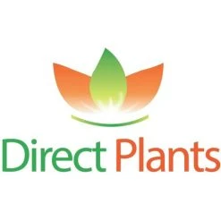 Prunus Opal Plum Fruit Tree 6ft In A 7.5 Litre Pot Self Fertile 9 Prunus Opal Plum Fruit Tree 6ft In A 7.5 Litre Pot Self Fertile -Dwarf Discovery shop 95831603 5