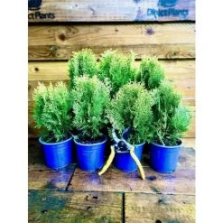 Thuja Orientalis Aurea Nana Dwarf Ornamental Conifer Plant Supplied In A 1 Litre Pot