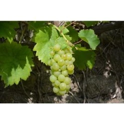 Grape Vine Vitis Vroege Van Der Laan 2-3ft Tall Supplied In A 3 Litre Pot