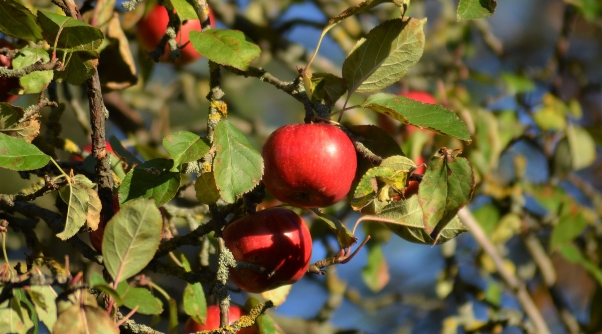 Dwarf Discovery shop -Dwarf Discovery shop 35